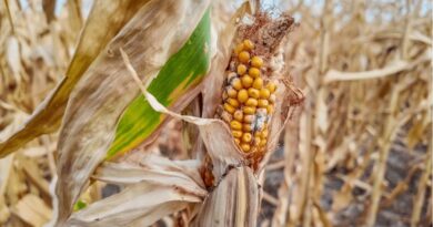 KÜRESEL ISINMA EN ÇOK GIDAYI ETKİLİYOR